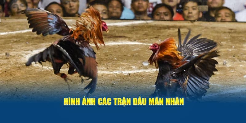 Nhà cái cung cấp các trận đấu đều có chất lượng hình ảnh sắc nét mang đến trải nghiệm tuyệt vời