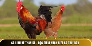 Gà linh kê thần kê